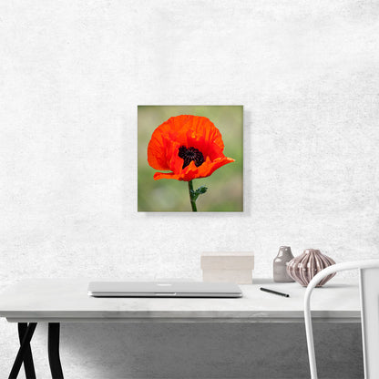 Albanian Poppy National Flower of Albania Square
