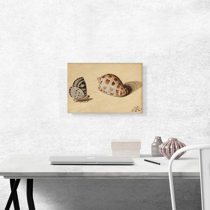 An Arrowhead Blue Butterfly and a Scotch Bonnet Sea Shell