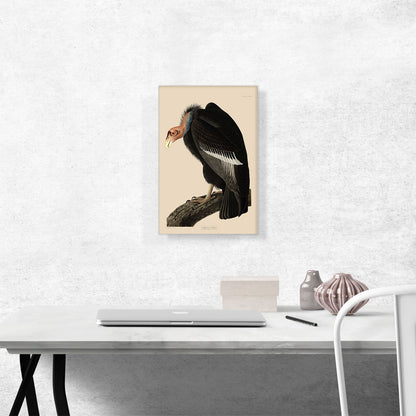 Californian Vulture
