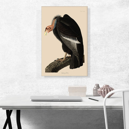 Californian Vulture