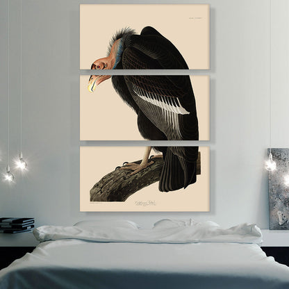 Californian Vulture