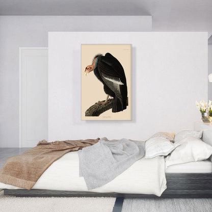 Californian Vulture