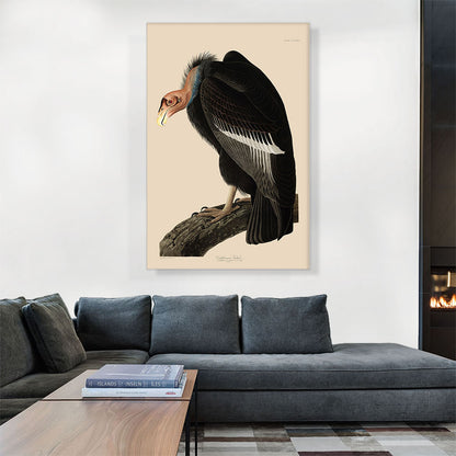 Californian Vulture