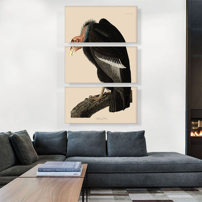 Californian Vulture