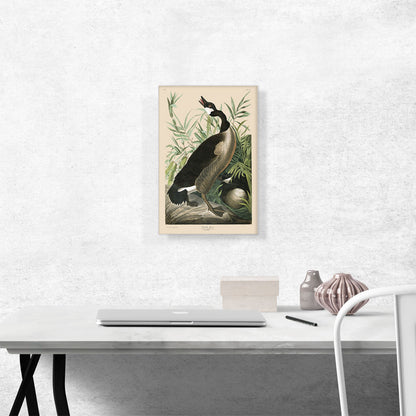 Canada Goose