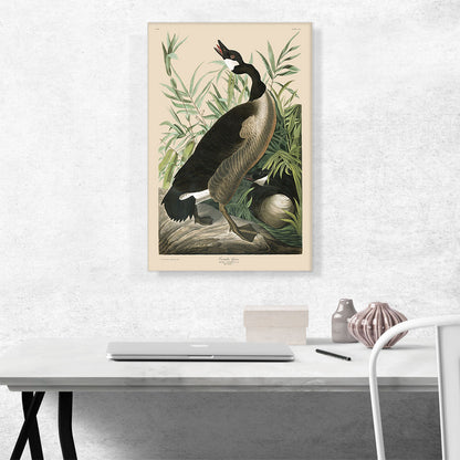 Canada Goose
