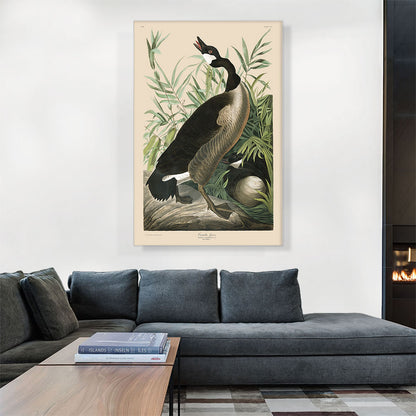 Canada Goose