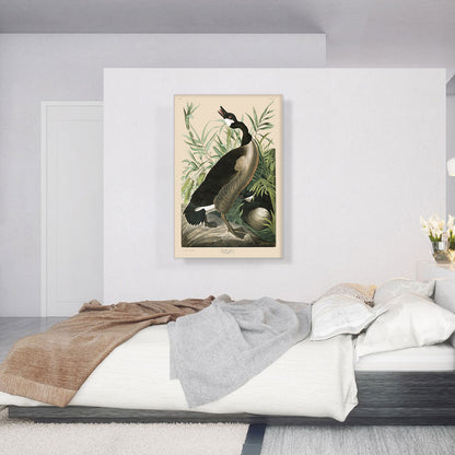 Canada Goose