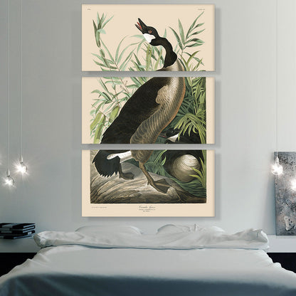 Canada Goose