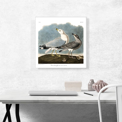 Common American Gull