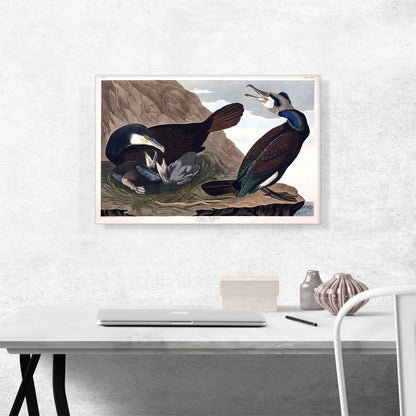 Common Cormorant