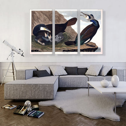 Common Cormorant