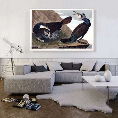 Common Cormorant