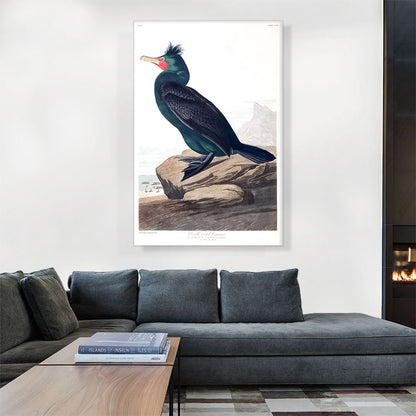 Double Crested Cormorant