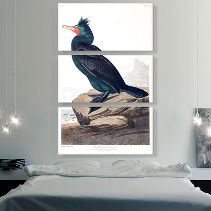 Double Crested Cormorant