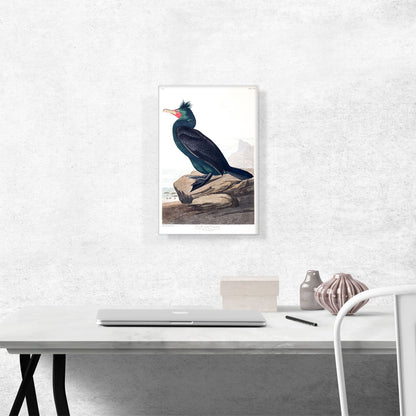 Double Crested Cormorant
