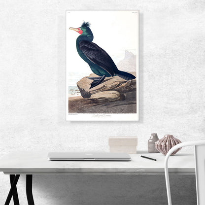 Double Crested Cormorant