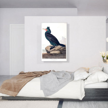 Double Crested Cormorant