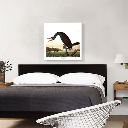 Florida Cormorant