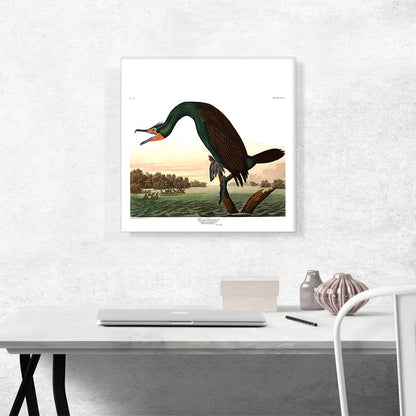 Florida Cormorant