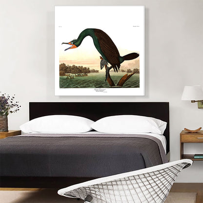 Florida Cormorant