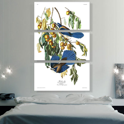 Florida Jays