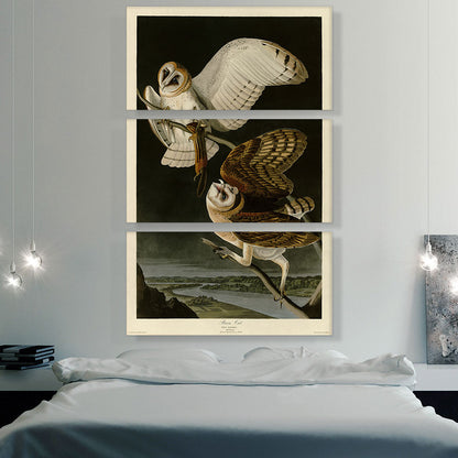 Barn Owl