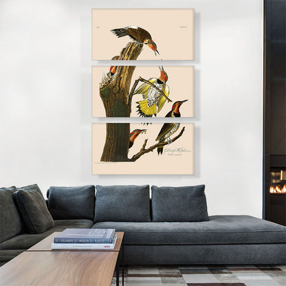 Gold Winged Woodpecker