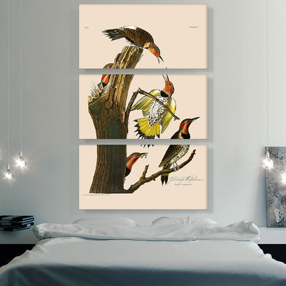 Gold Winged Woodpecker