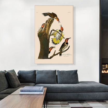 Gold Winged Woodpecker