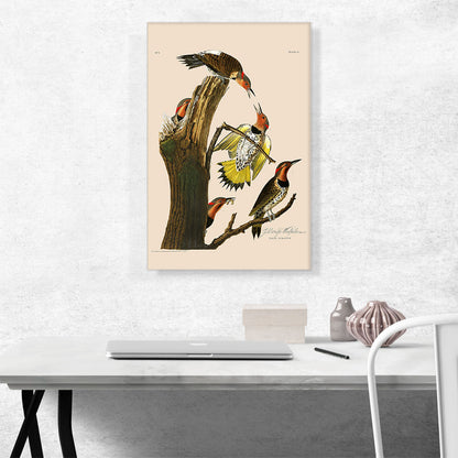 Gold Winged Woodpecker