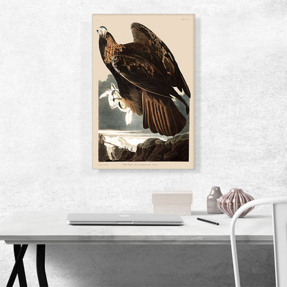 Golden Eagle