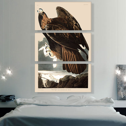 Golden Eagle
