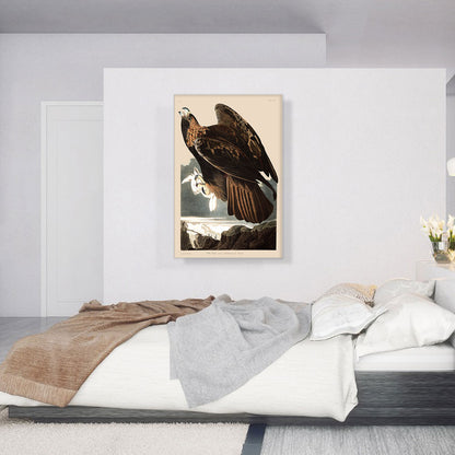 Golden Eagle