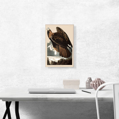 Golden Eagle
