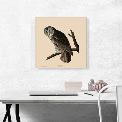 Great Cinereous Owl