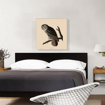 Great Cinereous Owl