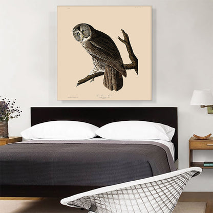 Great Cinereous Owl