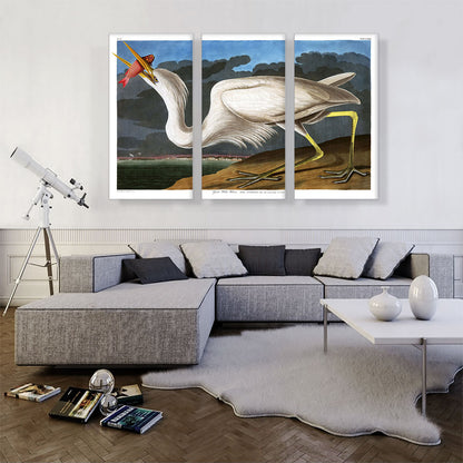 Great White Heron