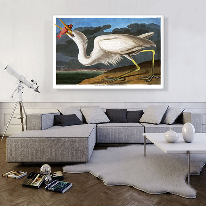 Great White Heron