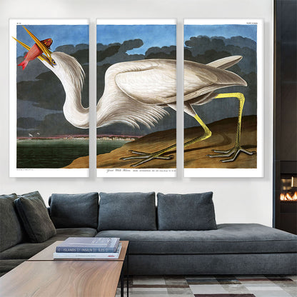 Great White Heron