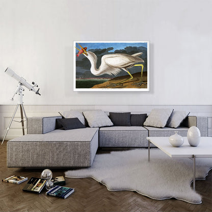 Great White Heron