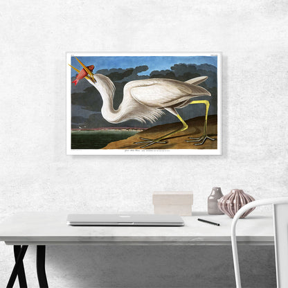 Great White Heron
