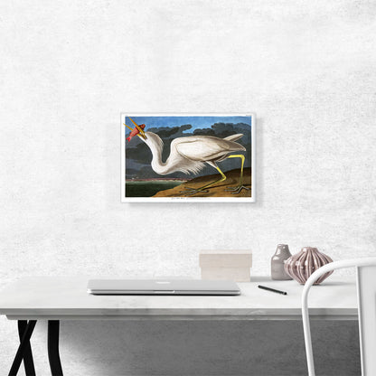 Great White Heron