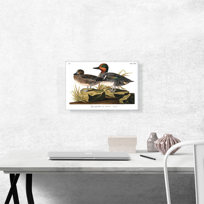 Green Winged Teal