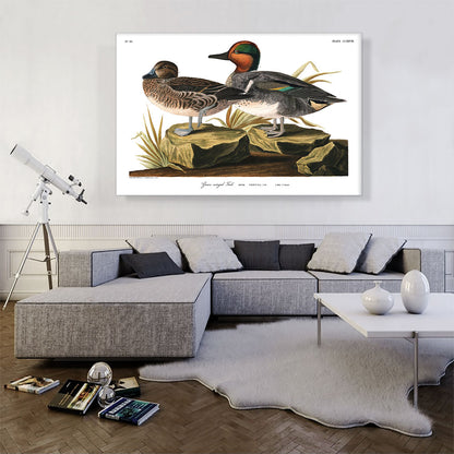 Green Winged Teal