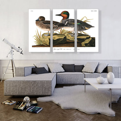 Green Winged Teal