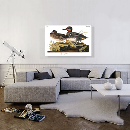 Green Winged Teal