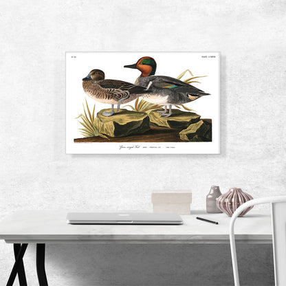 Green Winged Teal