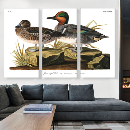Green Winged Teal